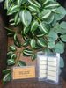 Wax melt bar: East coast ocean air. 1.75oz